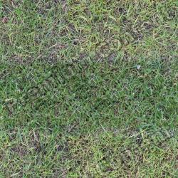 Seamless Grass